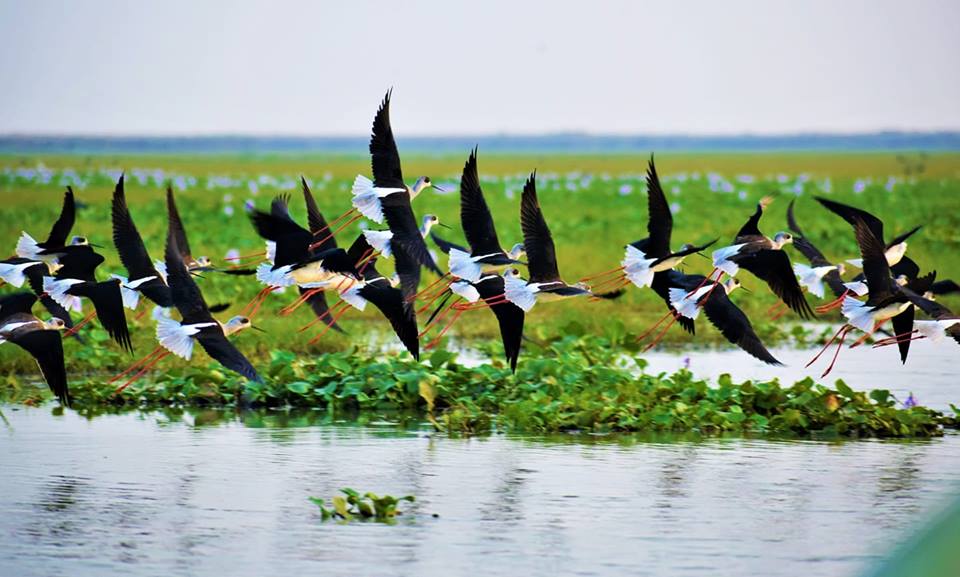 Mangalajodi : Odisha