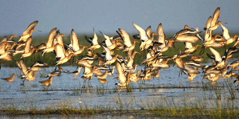 Birds’ Island Chilika : Odisha