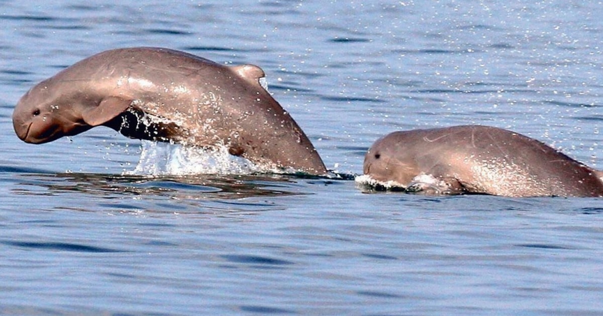 Satapada Dolphin : Odisha
