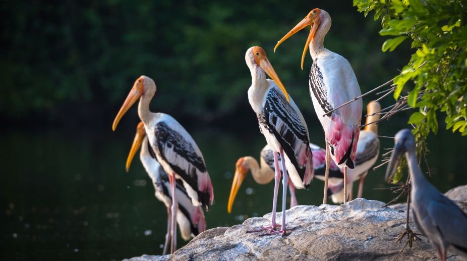 Nalabana Bird Sanctuary  : Odisha
