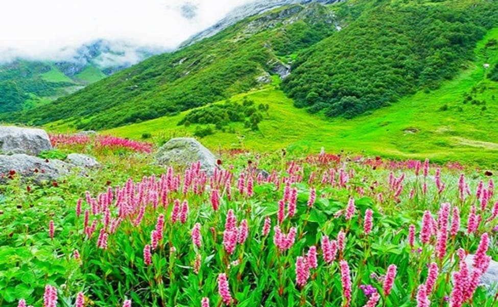 Valley of Flowers National Park Uttarakhand