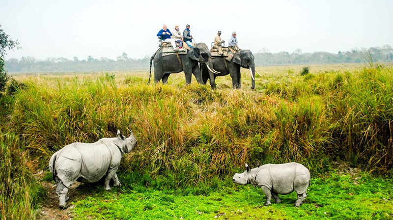 Kaziranga National Park on Elephant Safari
