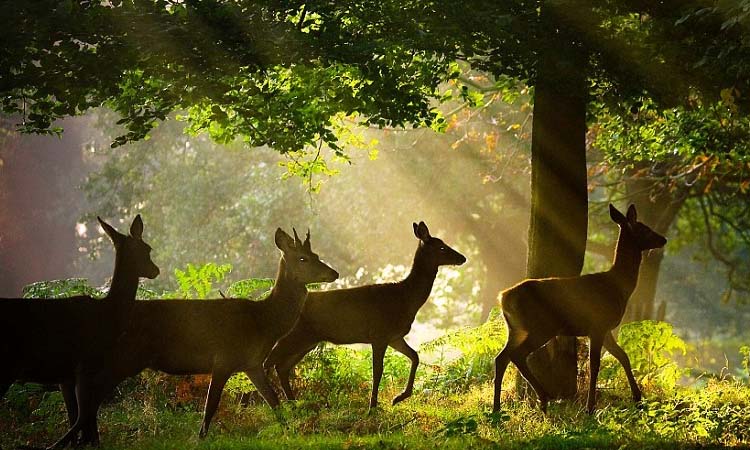 Nandankanan Zoological Park