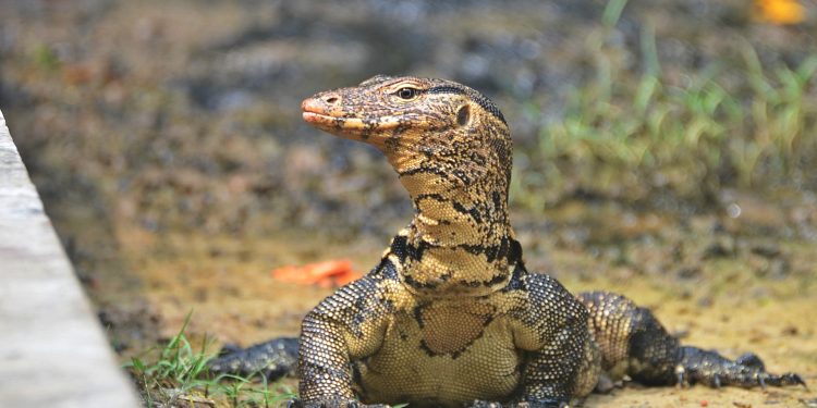 Debrigarh Wildlife Sanctuary